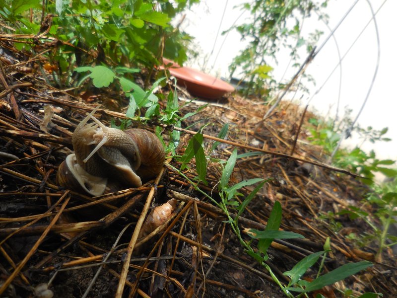 ESCARGOTS dans le jardin. Tendre baiser. ( photo prise le 21 juillet 2025 ) . vue 2.          REMI JAYAT